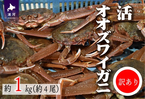 訳あり 活オオズワイガニ約1kg(約4尾入)[02-1409]