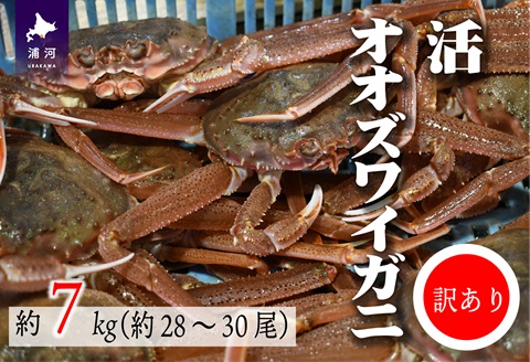 訳あり 活オオズワイガニ約7kg(約28～30尾入)[02-1411]
