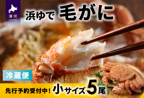 【先行受付開始！】漁協の浜ゆで毛がに 小サイズ５尾セット※日付指定対応不可※[02-1414]