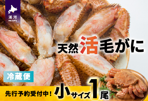 【先行受付開始！】漁協の活毛がに 小サイズ１尾※日付指定対応不可※[02-1419]