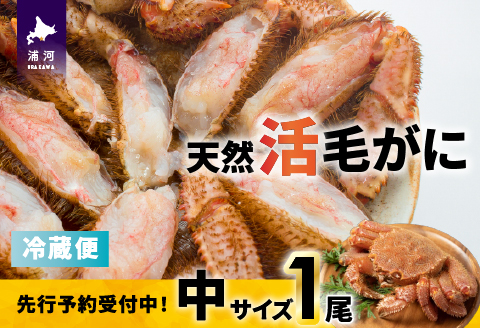 【先行受付開始！】漁協の活毛がに 中サイズ１尾※日付指定対応不可※[02-1421]