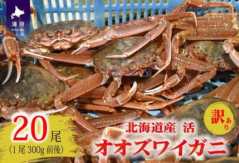 訳あり 活オオズワイガニ300g前後×20尾[02-1567]
