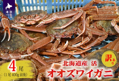 訳あり 活オオズワイガニ400g前後×4尾[02-1568]