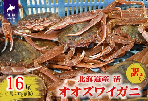 訳あり 活オオズワイガニ400g前後×16尾[02-1570]