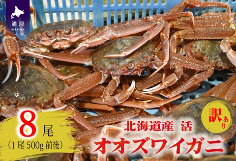 訳あり 活オオズワイガニ500g前後×8尾[02-1572]