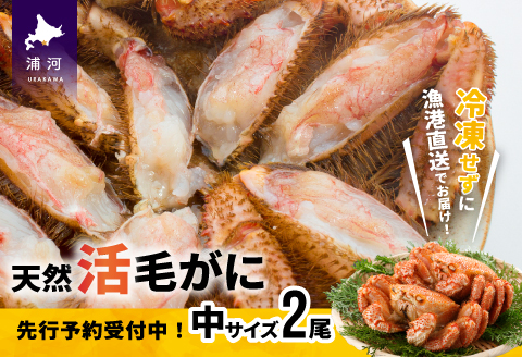 【先行受付開始！】漁協の活毛がに 中サイズ２尾セット※日付指定対応不可※[02-175]