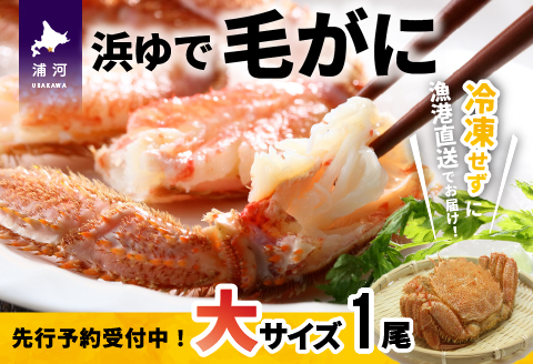 【先行受付開始！】漁協の浜ゆで毛がに 大サイズ1尾※日付指定対応不可※[02-346]