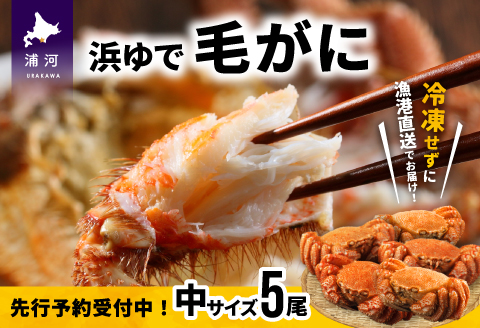 【先行受付開始！】漁協の浜ゆで毛がに 中サイズ５尾セット※日付指定対応不可※[02-628]