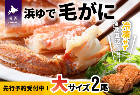 【先行受付開始！】漁協の浜ゆで毛がに 大サイズ２尾セット※日付指定対応不可※[02-776]