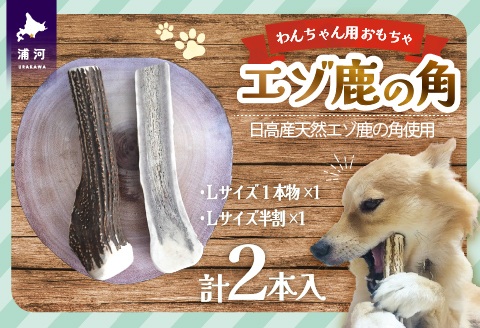 エゾ鹿の角 Lサイズ1本と半割1本のセット[54-1534]