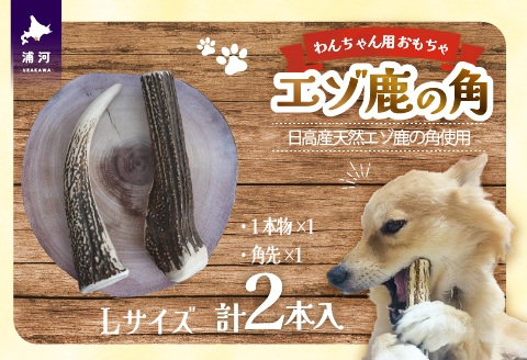 エゾ鹿の角　Lサイズ1本物と角先のセット[54-1574]