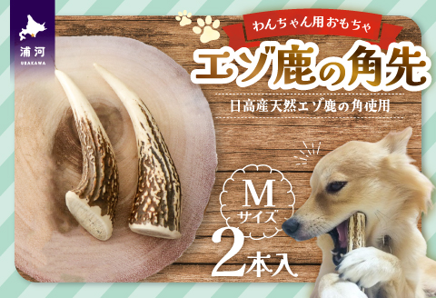 エゾ鹿の角先 Mサイズ×2本セット(1本物)[54-1364]