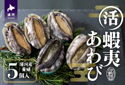 【12月発送！】活蝦夷あわび×5個[46-1344]