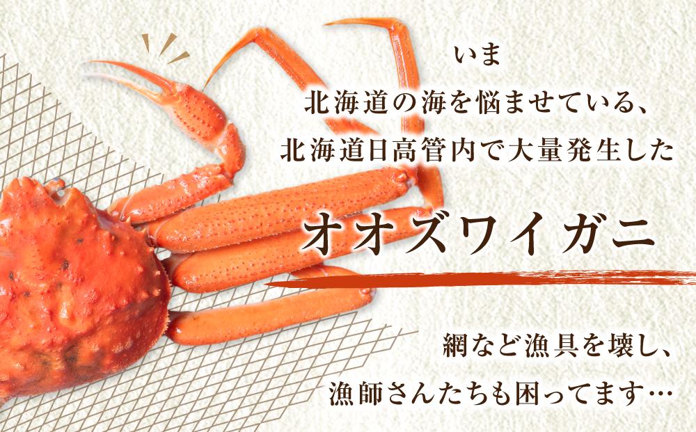 「訳あり」オオズワイガニボイル　中サイズ　3～4尾　約900g