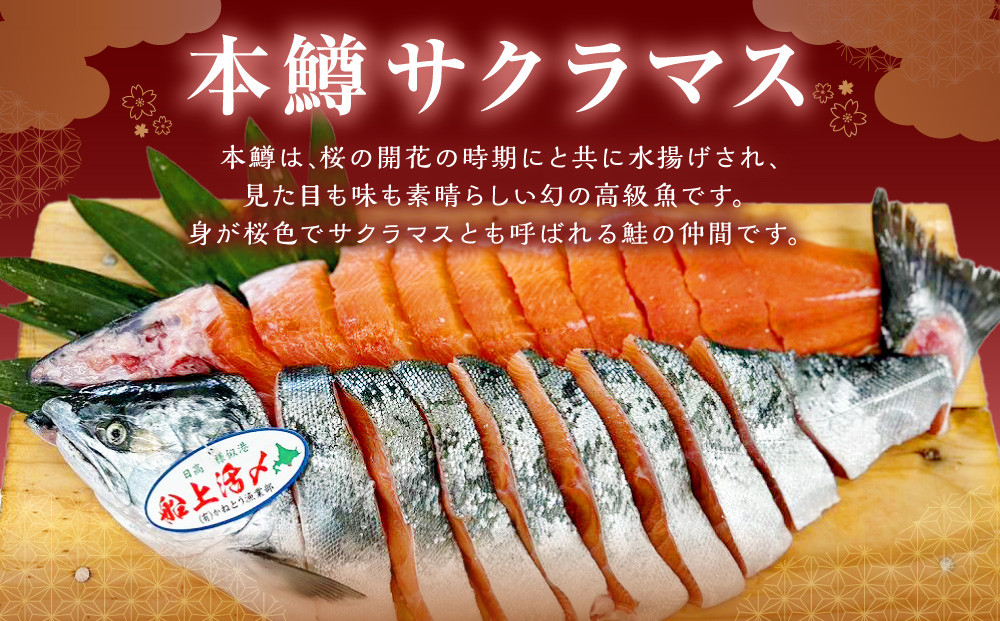 本鱒（サクラマス）船上活〆1本姿切り身【生】（1尾分1.5kg～2kg）