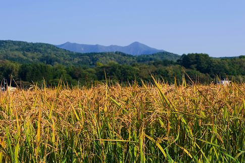【R7年産新米】北海道産特別栽培米 アポイ米（ななつぼし）10kg（5kg×2袋）