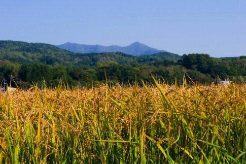 【R7年産新米】北海道産特別栽培米 アポイ米（ななつぼし）25kg（5kg×5袋）