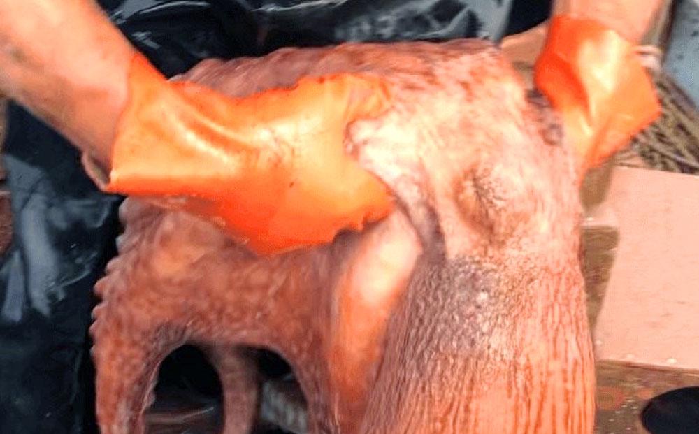 浜ゆで真タコ足 200g 1個（水タコ)