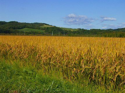 【R7年産新米】北海道産特別栽培米 アポイ米（ななつぼし）10kg（5kg×2袋）
