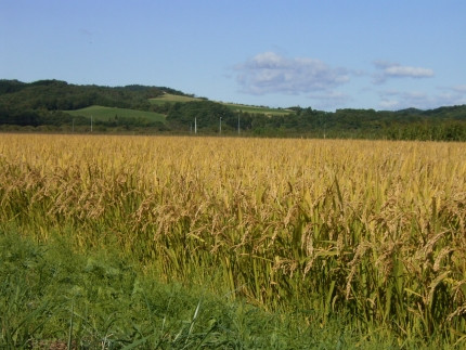 【R7年産新米】北海道産特別栽培米 アポイ米（ななつぼし）5kg