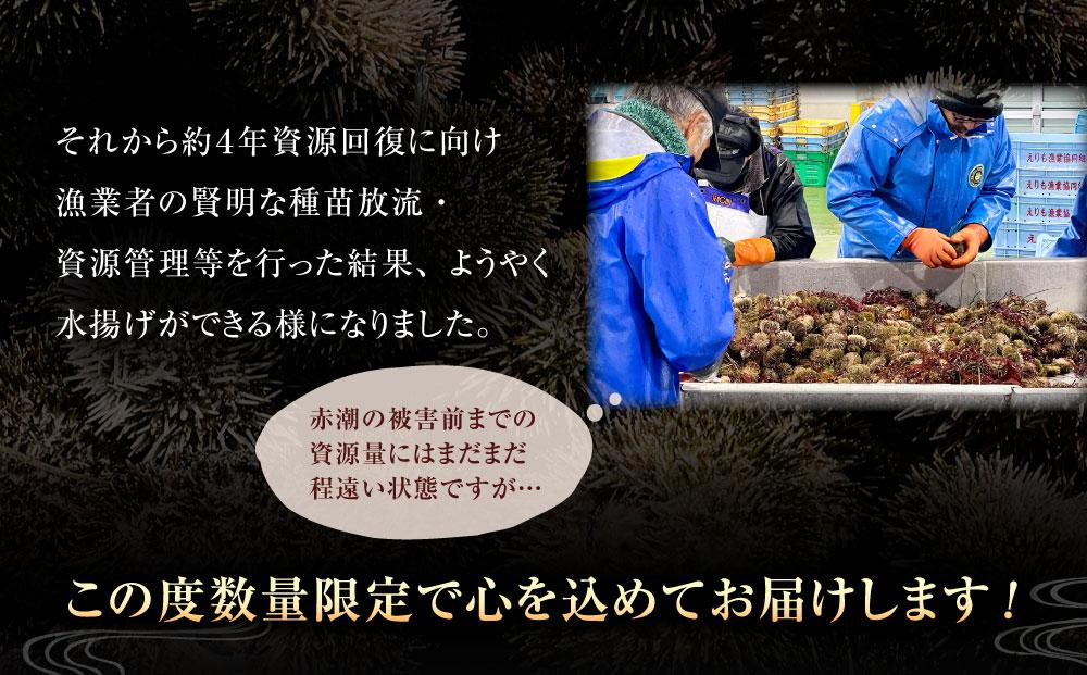 【えりも漁協】北海道様似産エゾバフンウニ　春うに塩水パック　100ｇ×１パック