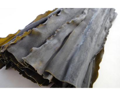 天然日高昆布１等５００ｇ（化粧箱入）【er001-036】