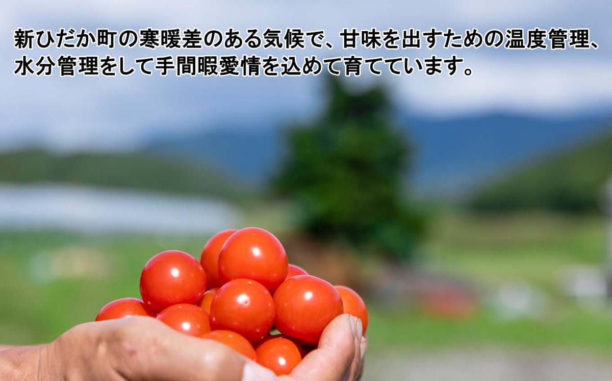 ＜ 9月30日までの受付 ＞ 北海道産 カラフルトマト ミニトマ