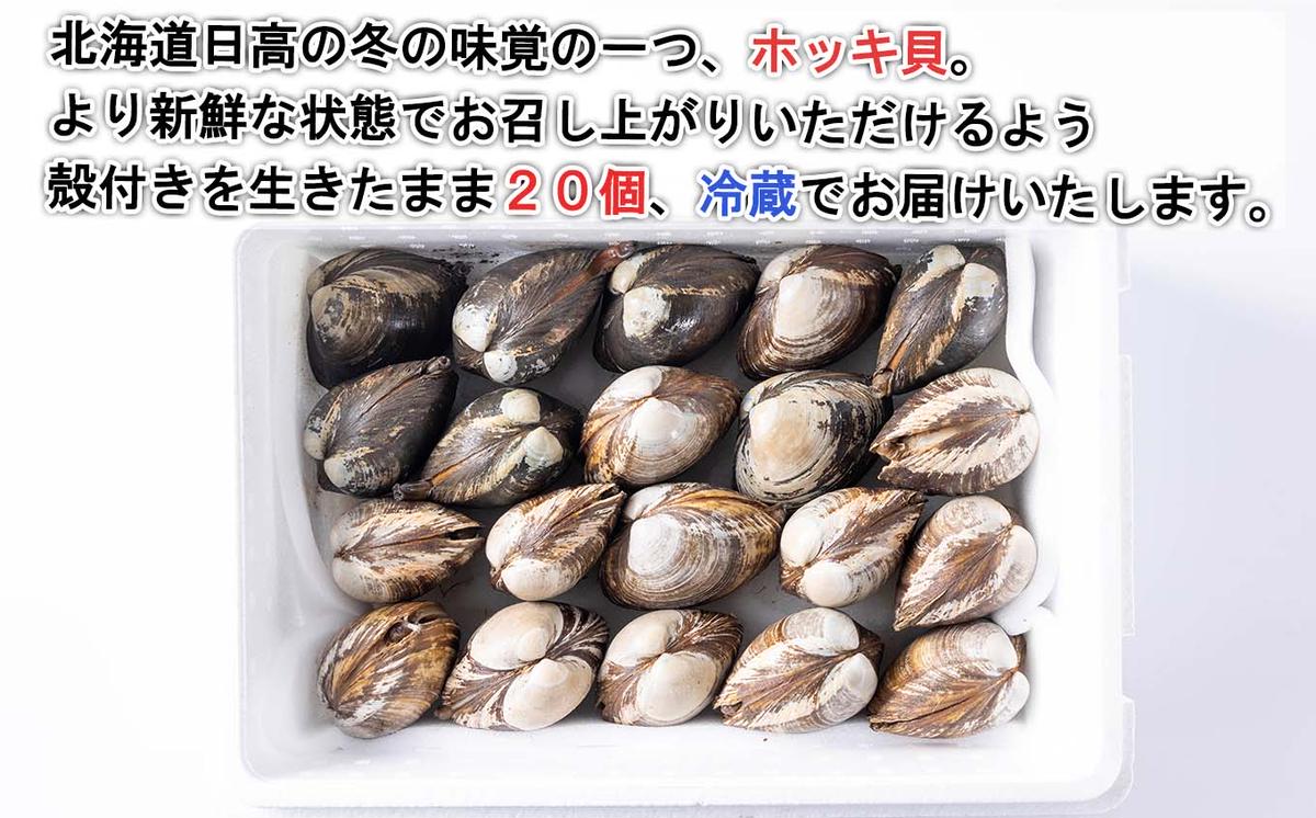 北海道産 活ホッキ 貝 20個  ホッキ 北寄 北寄貝 貝 殻付き 