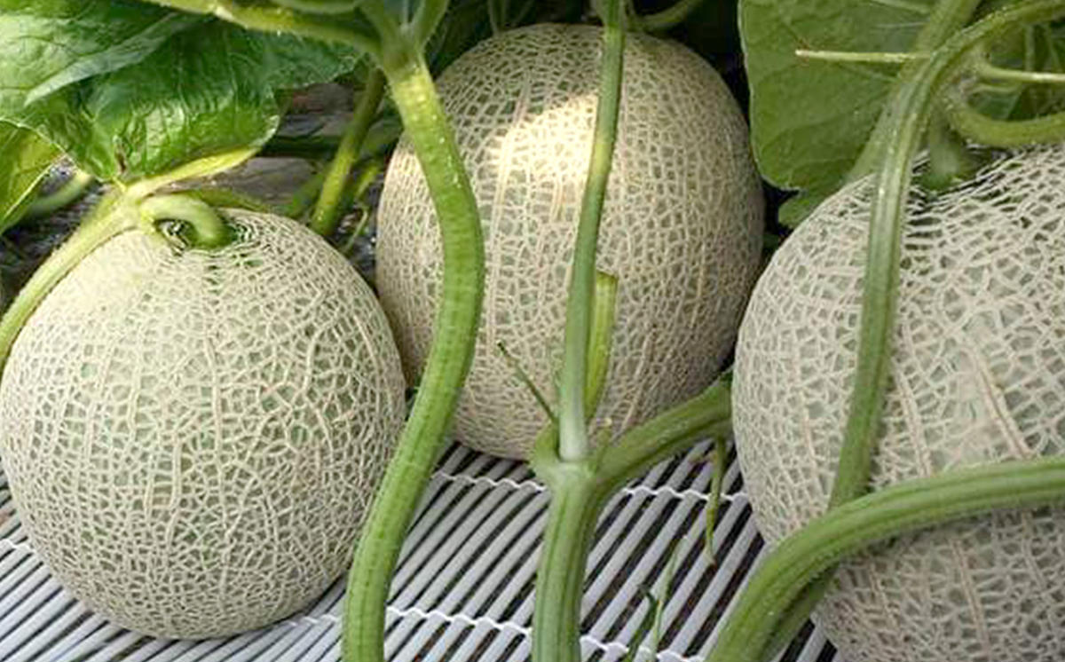 ＜ 2025年7月中旬より発送 ＞ 北海道産 メロン 赤肉 青肉 各1