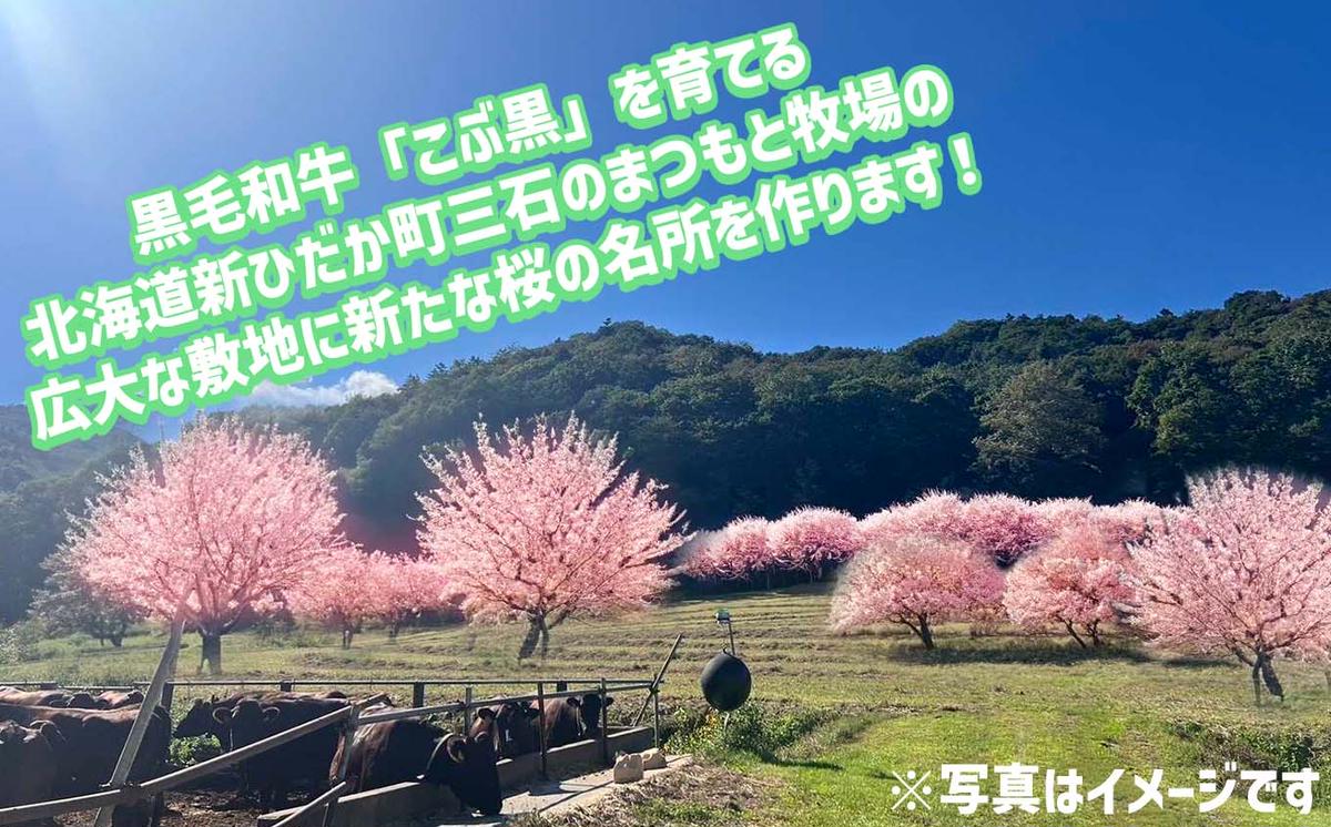 ＜ 北海道 新ひだか町 に新たな 桜 の 名所 を ＞ あなた だ