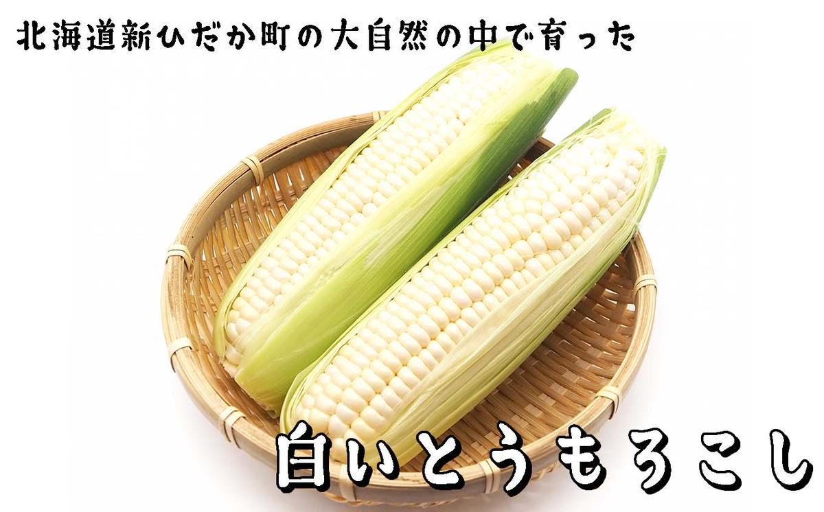 ＜ 10月上旬より発送開始 ＞ 北海道産 白い とうもろこし 5