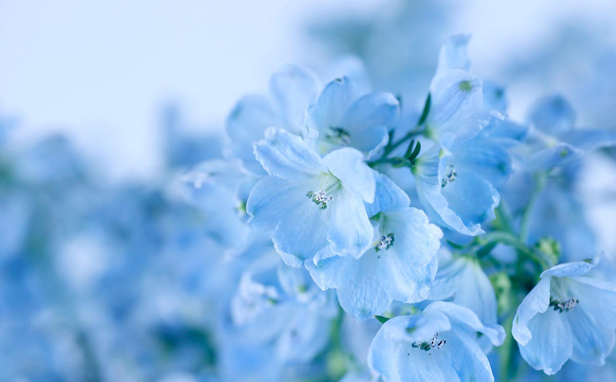 ＜ 2026年6月より発送 ＞  生花 みついし花だより デルフィニ