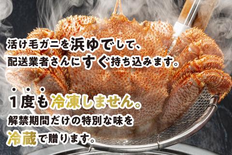 2024年1月から順次発送＞ 北海道産 かに 浜ゆで 毛がに 3尾 計 900g 以上 ＜予約商品＞ 毛蟹 毛ガニ 北海道 冷蔵 けがに かに味噌 カニ味噌  ボイル 新ひだか町: 新ひだか町ANAのふるさと納税