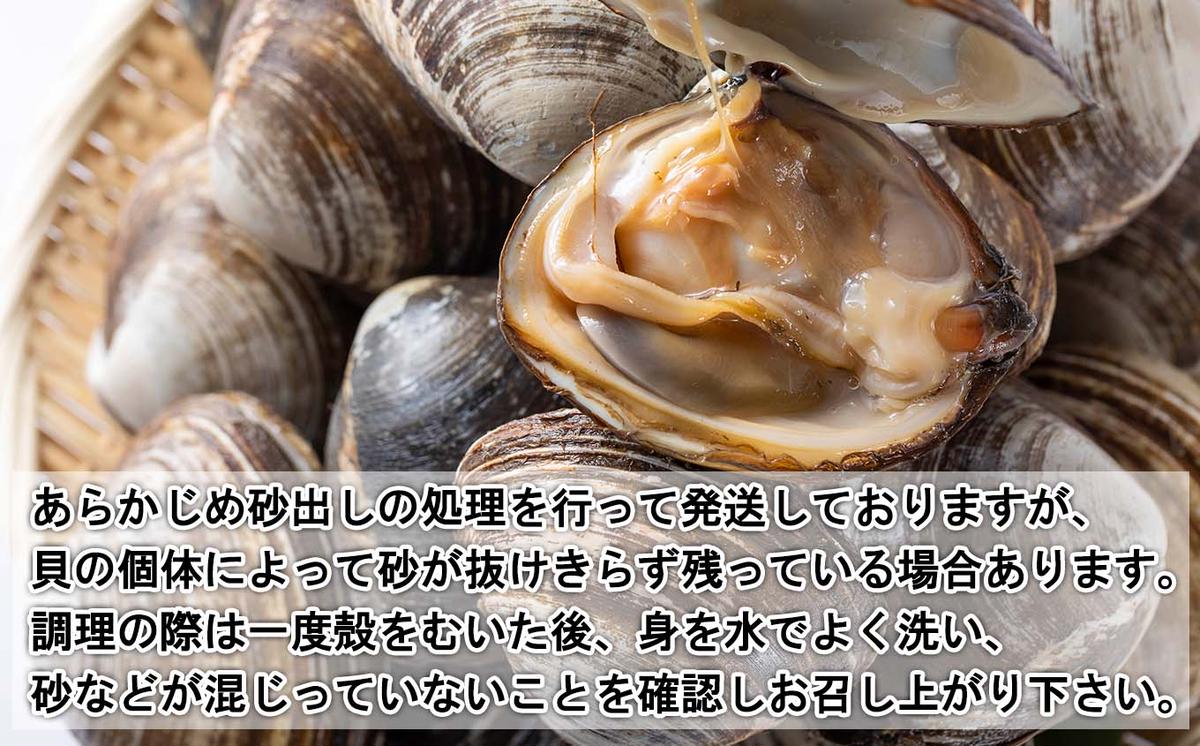 北海道産 活ホッキ 貝 20個  ホッキ 北寄 北寄貝 貝 殻付き 