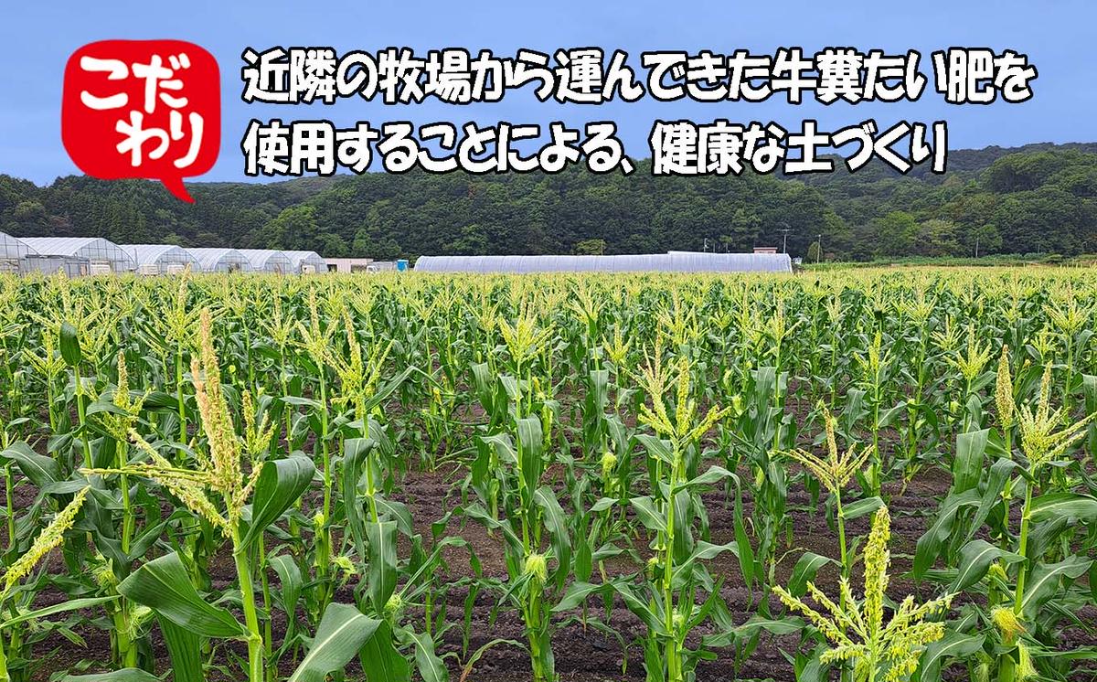 ＜ 10月上旬より発送開始 ＞ 北海道産 白い とうもろこし 10