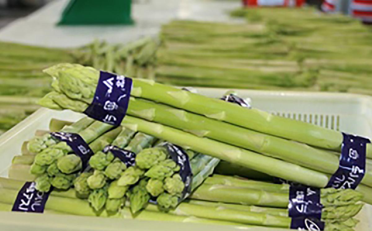＜ 2026年4月より発送 ＞  北海道産 グリーンアスパラ M / L 混
