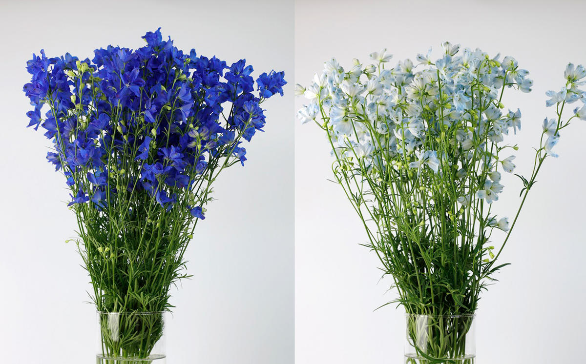 ＜ 2026年6月より発送 ＞  生花 みついし花だより デルフィニ