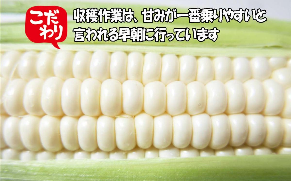 ＜ 10月上旬より発送開始 ＞ 北海道産 白い とうもろこし 10
