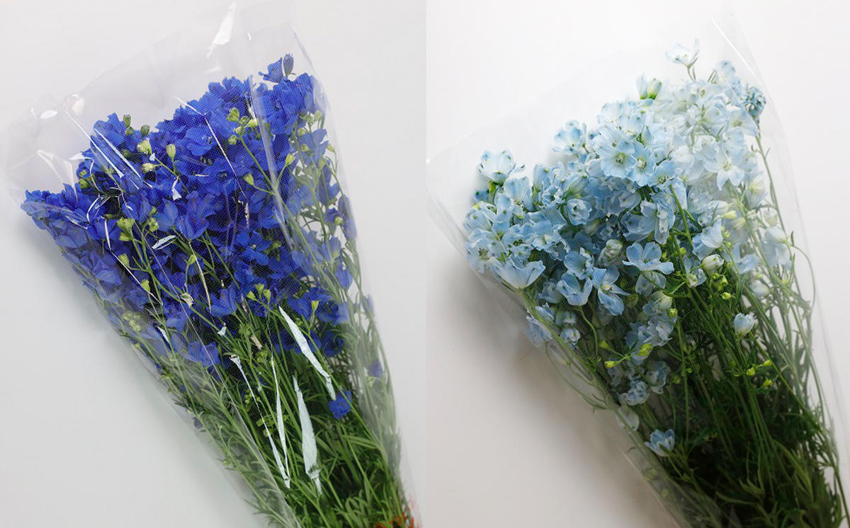 ＜ 2026年6月より発送 ＞  生花 みついし花だより デルフィニ