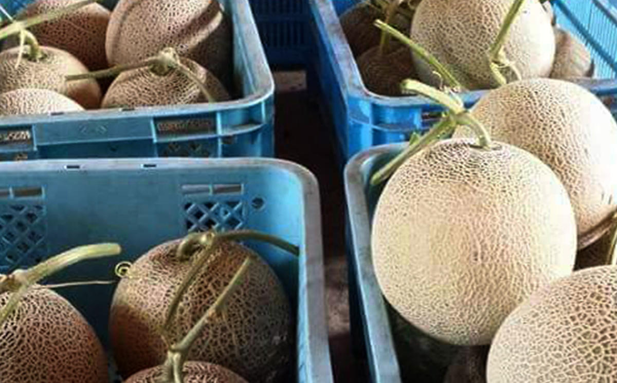 ＜ 2025年 7月中旬より発送 ＞ 北海道産 メロン 赤肉 青肉 8kg 