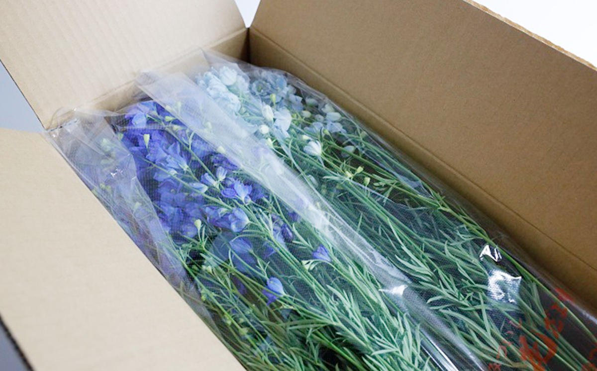 ＜ 2026年6月より発送 ＞  生花 みついし花だより デルフィニ
