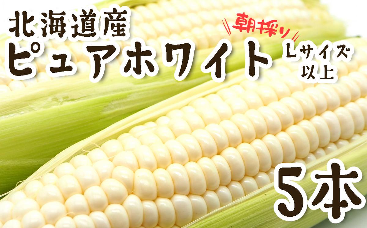 ＜ 10月上旬より発送開始 ＞ 北海道産 白い とうもろこし 5