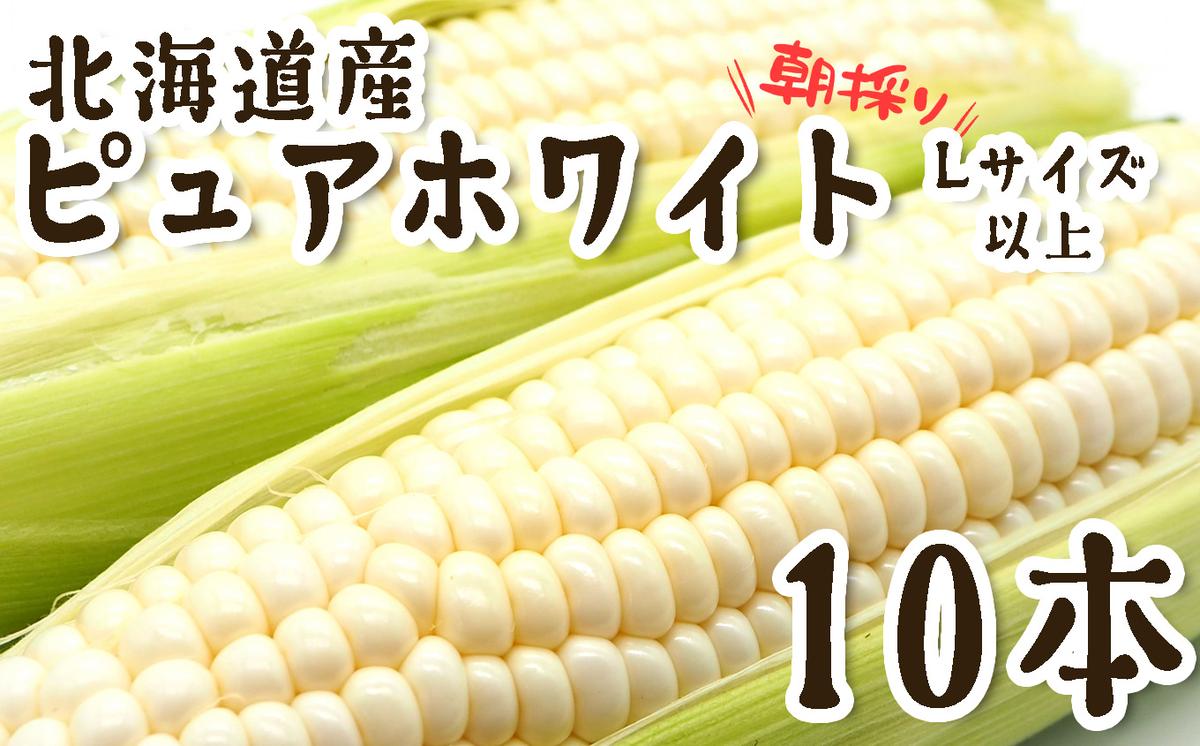＜ 10月上旬より発送開始 ＞ 北海道産 白い とうもろこし 10