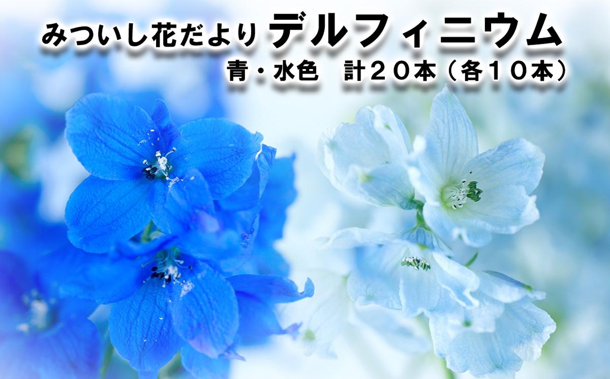 ＜ 2026年6月より発送 ＞  生花 みついし花だより デルフィニ