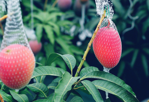 十勝マンゴーLサイズ×1玉【C63】