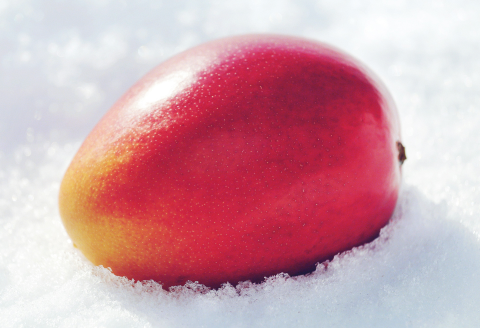 ［先行受付］冬の完熟マンゴー 白銀の太陽Lサイズ×1玉【D23】