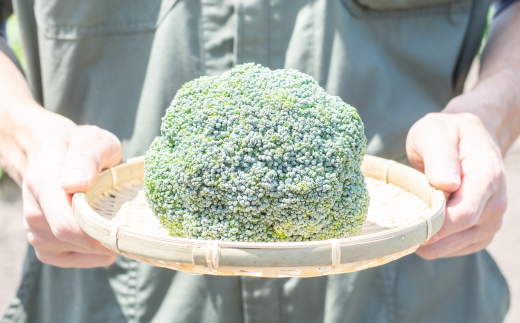 ［先行受付］おとふけ産ブロッコリー5玉【B19】 2025年9月下旬頃より順次発送予定