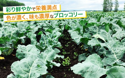 ［先行受付］北海道十勝産 ブロッコリー5玉セット【B19】 2026年9月下旬頃より順次発送予定