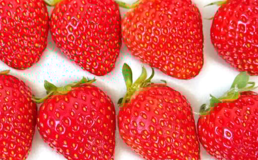 【先行受付】<2025年5月下旬より順次発送予定> 十勝の青空と恵みの水で育った「とかち雫いちご」【A62】