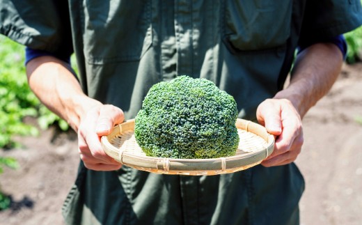 ［先行受付］北海道十勝産 ブロッコリー5玉セット【B19】 2026年9月下旬頃より順次発送予定